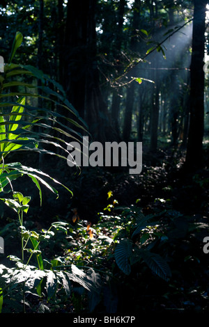 Licht strömt durch die Baumkronen des Waldes am Punta Uva, Puerto Viejo, Costa Rica Stockfoto