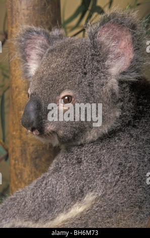 EIN KOALA IN REMISSION ERWARTET RELEASE WIEDER IN DER WILDNIS, MOGGILL KOALA HOSPITAL, AUSTRALIEN, OZEANIEN Stockfoto