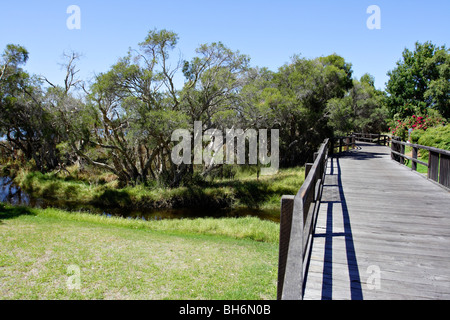 Leichte Bäume (Melaleuca Rhaphiophylia) Canning River Regional Park in der Nähe von Perth, Western Australia. Stockfoto