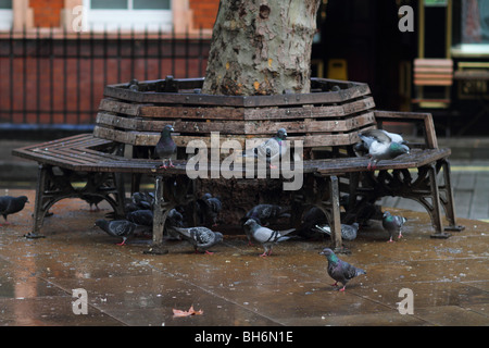 Tauben versammeln sich auf einer Holzbank um einen Baumstamm in London. Stockfoto