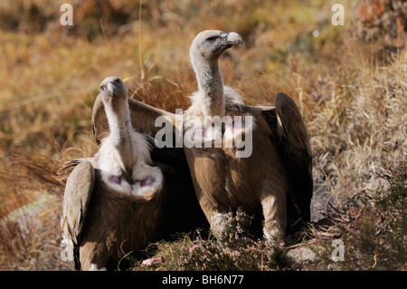 Griffon Vulture (Europäischen) abgeschottet Fulvus fotografiert in Frankreich Stockfoto