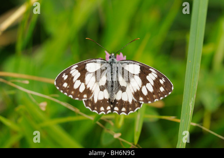 Marmoriert weiß Melanargia Galathea fotografiert in UK Stockfoto