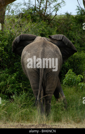 Elefanten-bum Stockfoto