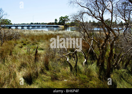 Vegetation in der Nähe von Riverton Brücke Canning River Regional Park in der Nähe von Perth, Western Australia. Stockfoto