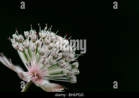 Astrantia wächst in Alnwick Gardens in Alnwick, Northumberland, England. Stockfoto