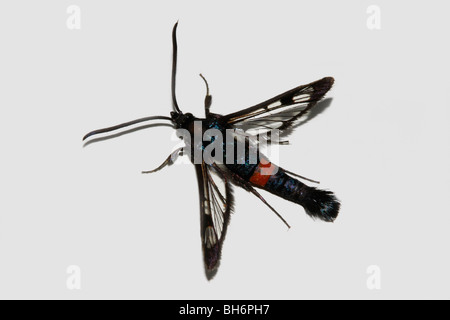 Rot mit Gürtel Clearwing Motte, (Synanthedon Myopaeformis) UK Stockfoto
