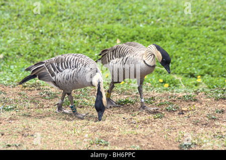 Paar von Nene gefährdete hawaiische Gans Kauai HI Stockfoto