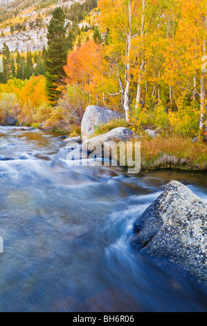 Herbstfarben entlang der South Fork des Bischof Bach, Inyo National Forest, die Berge der Sierra Nevada, Kalifornien Stockfoto