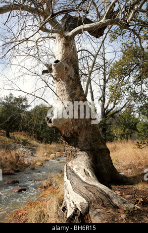 Das Wasser fließt in Gardner Canyon Creek auf dem Arizona-Trail im Gardner Canyon in den Santa Rita Mountains, Arizona, USA. Stockfoto