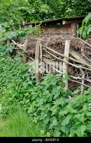 Große Brennnessel (Urtica dioica) mit benjes Hecke Stockfoto