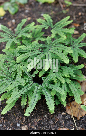 Northern maidenhair fern (adiantum pedatum "imbricatum") Stockfoto