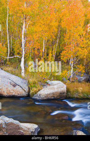 Herbstfarben entlang der South Fork des Bischof Bach, Inyo National Forest, die Berge der Sierra Nevada, Kalifornien Stockfoto