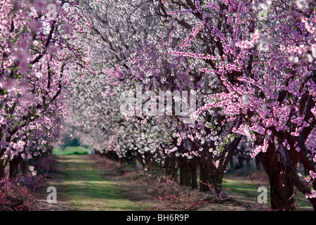 Pfirsiche Obstgärten blühen in der Nähe von Yuba City, Kalifornien Stockfoto