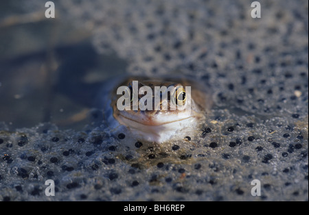 weibliche Moor Frosch im Spawn, lateinisch: Rana Arvalis, Deutschland Stockfoto