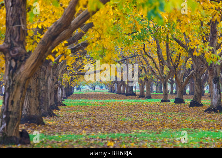 Walnuss Obstgärten im Herbst im Sacramento Valley, Kalifornien Stockfoto