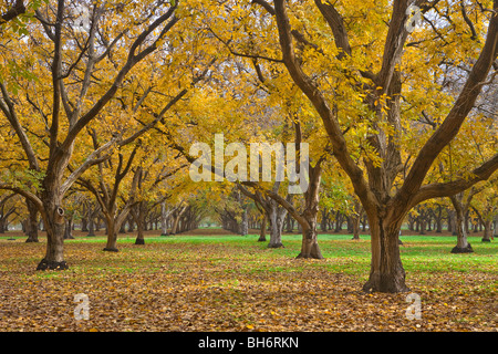 Walnuss Obstgärten im Herbst im Sacramento Valley, Kalifornien Stockfoto