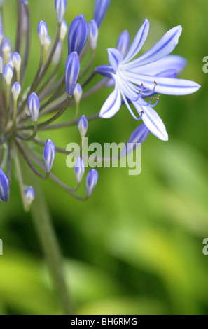 Agapanthus Praecox Blume Stockfoto