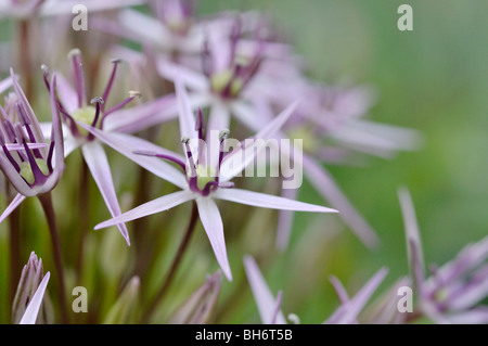 Star von Persien (Lithodora diffusa) Stockfoto