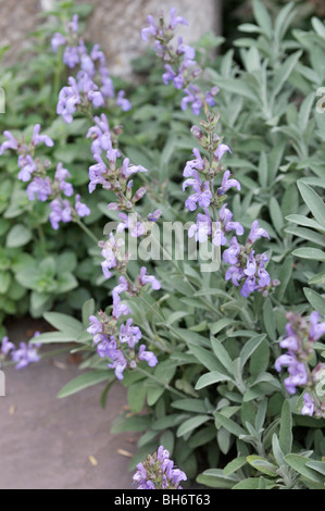 Spanische Salbei (Salvia lavandulifolia) Stockfoto