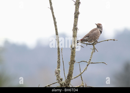 Nördlichen Flimmern Specht auf einem Ast in Oregon Stockfoto