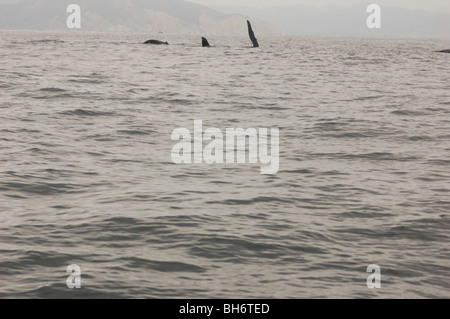 Ecuador, Puerto Lopez, Fin ein Buckelwal mitten im Meer schwimmen Stockfoto