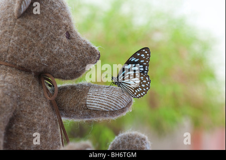 Teddybär hält einen Blue Tiger Schmetterling Stockfoto