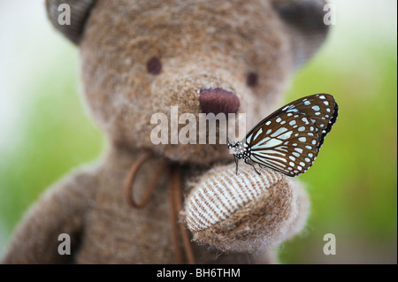 Teddybär hält einen Blue Tiger Schmetterling Stockfoto