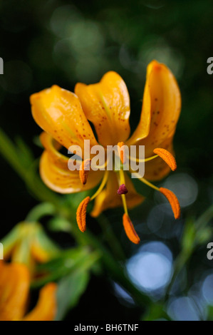 Lilie (Lilium hansonii) Stockfoto