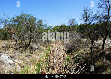 Vegetation im Western Australian outback. Stockfoto