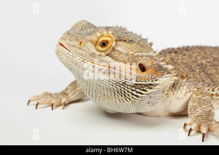 Nahaufnahme des australischen Bartagame Eidechse auf weißem Hintergrund Stockfoto