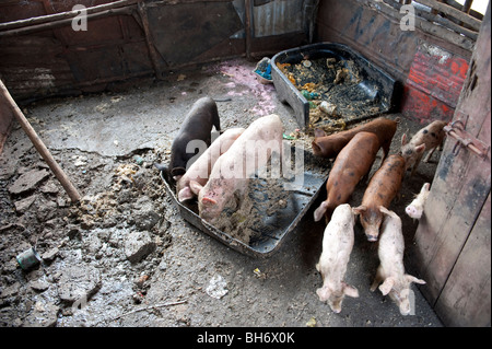 Schweinefarm auf Kingtom Bomeh Müllkippe. Freetown in Sierra Leone Stockfoto