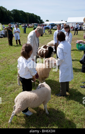 KLEINES MÄDCHEN MIT SCHAFEN IM LINEUP WÄHREND BEURTEILUNG BEI CHEPSTOW LANDWIRTSCHAFTSAUSSTELLUNG Stockfoto