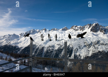 Alpine Alpenkrähen Speisereste links von Skifahrern auf der Restaurant Terrasse Tische im alpinen Skigebiet warten. Stockfoto