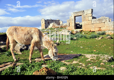 Esel in der Toten Stadt von Sergilla, Syrien Stockfoto
