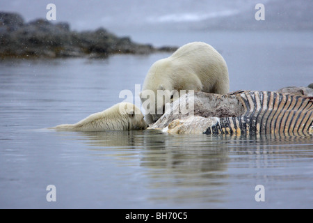 Zwei Eisbär Ursus Maritimus Fütterung auf eine Fin Walkadaver in den Ozean mit einem Spiegelbild im Wasser schweben Stockfoto