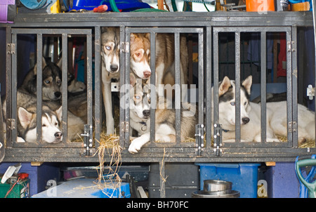 Siberian Husky Rennen treffen auf Glenmore Forest in The Cairngorms Nationl Park, Aviemore Inverness-Shire. Stockfoto