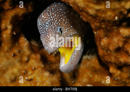 Yellowmouth Muräne (Gymnothorax Nudivomer) zeigt seinen Kopf aus dem Loch im Korallenriff. "Rote Meer" Stockfoto