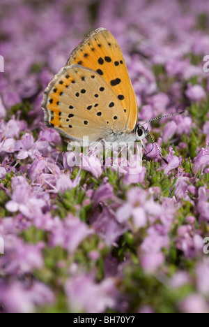 Lila Schuss Kupfer Schmetterling (Lycaena Alciphron) auf Blumen kretischen Thymian (Thymus Caespititius) Stockfoto