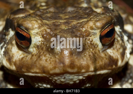 Porträt einer gemeinsamen oder europäische Kröte (Bufo Bufo) Stockfoto