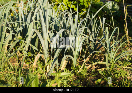 Reihe von Lauch (Allium Ampeloprasum var. Porrum) wächst auf eine Zuteilung plot Stockfoto