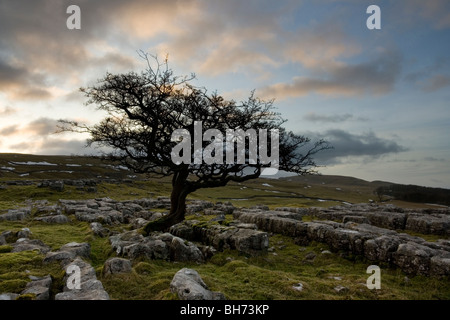 Ein einsamer Baum wächst auf Kalkstein Pflaster bei Winskill Steinen in der Nähe von Settle in der Yorkshire Dales National Park Stockfoto