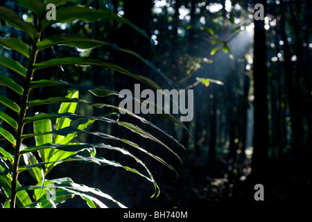 Licht strömt durch die Baumkronen des Waldes am Punta Uva, Puerto Viejo, Costa Rica Stockfoto