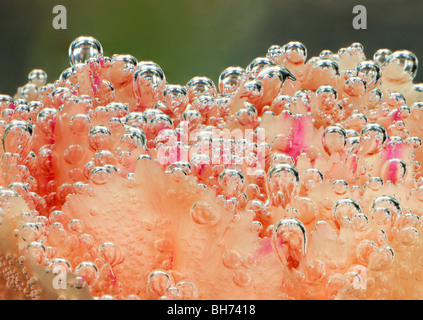 Luftblasen Anhaften an eine Nelke Blume Unterwasser Stockfoto