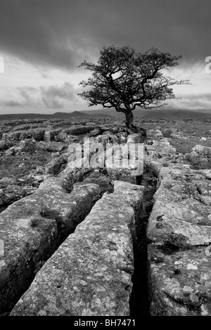 Ein einsamer Baum wächst auf Kalkstein Pflaster bei Winskill Steinen in der Nähe von Settle in der Yorkshire Dales National Park Stockfoto