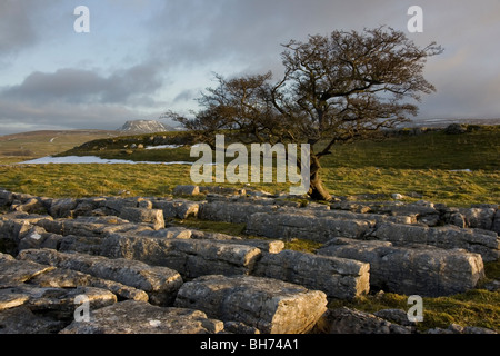 Ein einsamer Baum wächst auf Kalkstein Pflaster bei Winskill Steinen in der Nähe von Settle in der Yorkshire Dales National Park Stockfoto