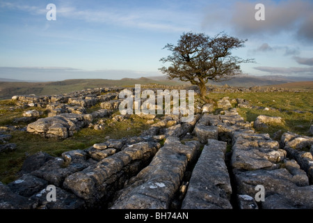 Ein einsamer Baum wächst auf Kalkstein Pflaster bei Winskill Steinen in der Nähe von Settle in der Yorkshire Dales National Park Stockfoto