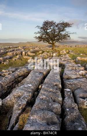 Ein einsamer Baum wächst auf Kalkstein Pflaster bei Winskill Steinen in der Nähe von Settle in der Yorkshire Dales National Park Stockfoto