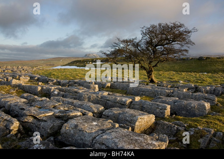 Ein einsamer Baum wächst auf Kalkstein Pflaster bei Winskill Steinen in der Nähe von Settle in der Yorkshire Dales National Park Stockfoto