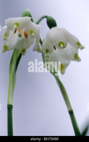 Frühling Schneeflocke in einem Überschwemmungsgebiet Wald in Leipzig, Deutschland, Latein: Leucojum Vernum Stockfoto