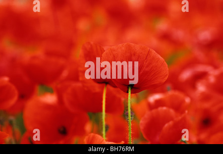 roter Klatschmohn Stockfoto